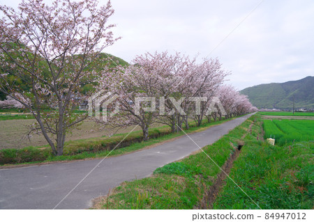 【日本原始風景】一排排盛開的吉野櫻花樹沿著陰天的灌溉渠和鄉村景觀岡山縣岡山市東區2 【日本原始風景】一排排盛開的吉野櫻花樹沿著陰天的灌溉渠和鄉村景觀岡山縣岡山市東區2 84947012