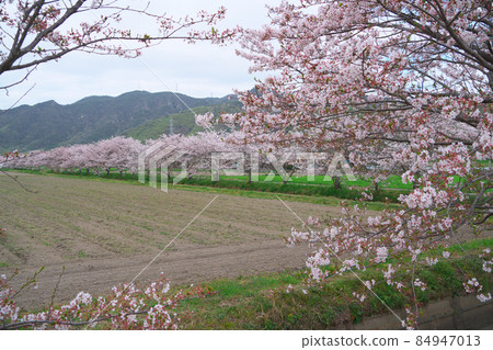 [Original scenery of Japan] A row of Yoshino cherry trees and rural scenery blooming along the irrigation canal with cloudy flowers 1 Higashi-ku, Okayama City, Okayama Prefecture 84947013