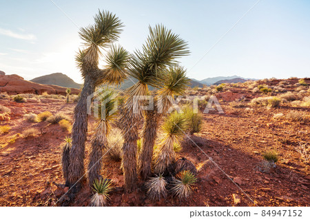 Joshua tree 84947152