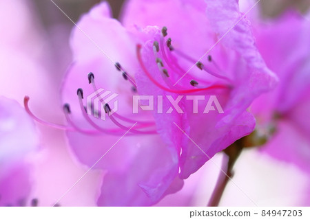 Native to the area bordering the Genkai Sea 84947203