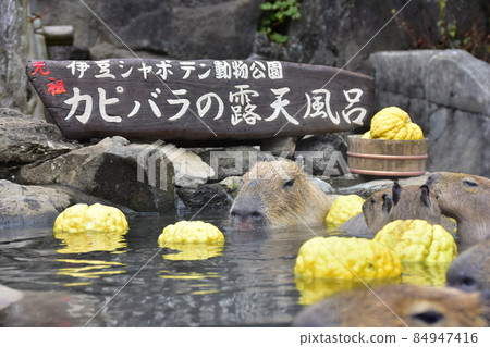水豚露天浴池（伊豆Shaboten動物園） 84947416
