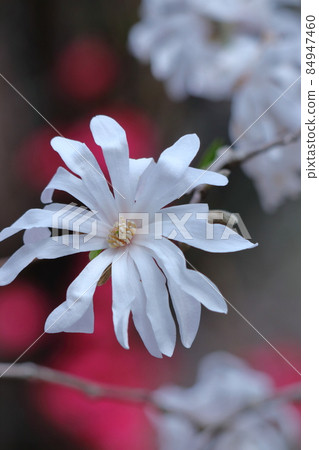 White flower with open fist White flower with open fist 84947460