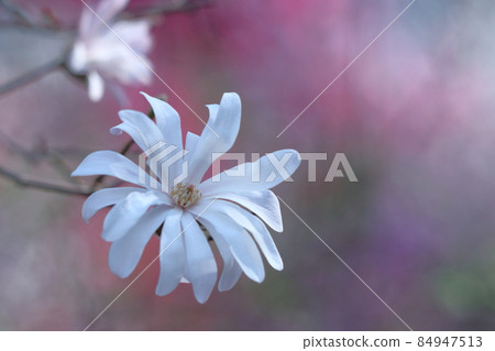 張開拳頭的白花 84947513