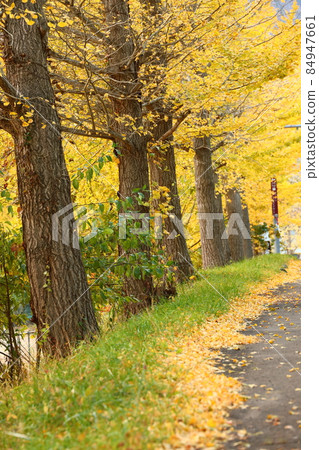 Ginkgo trees on the Kaminabe plateau in Hyogo prefecture 84947661