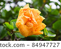 Exotic orange flower, closeup amber petals 84947727