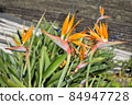 Exotic orange flower, closeup amber petals 84947728