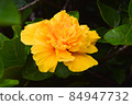 Exotic orange flower, closeup amber petals 84947732