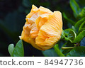 Exotic orange flower, closeup amber petals 84947736