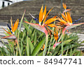 Exotic orange flower, closeup amber petals 84947741