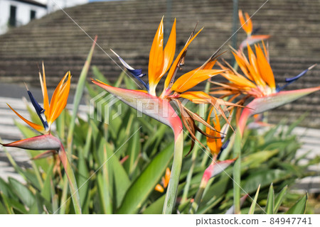 Exotic orange flower, closeup amber petals 84947741