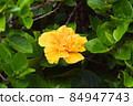 Exotic orange flower, closeup amber petals 84947743