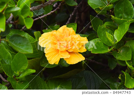Exotic orange flower, closeup amber petals 84947743