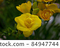 Exotic orange flower, closeup amber petals 84947744