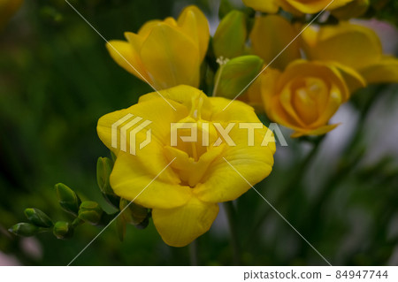Exotic orange flower, closeup amber petals 84947744