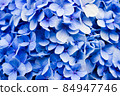 Blue hortensia floral background. Closeup petals 84947746