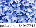 Blue hortensia floral background. Closeup petals 84947748
