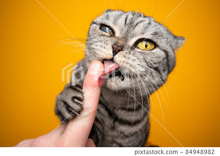 hungry cat licking creamy snack off human finger making funny face hungry cat licking creamy snack off human finger making funny face 84948982