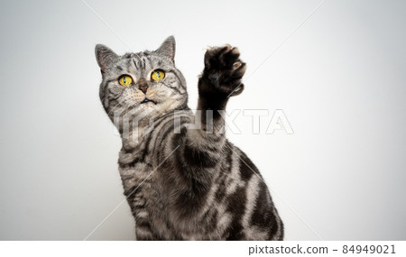 silver tabby british shorthair cat playing raising paw 84949021