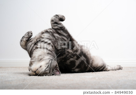 cute cat stretching an rolling on floor on carpet 84949030