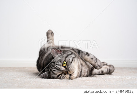lazy cat resting lying on side on carpet looking at camera 84949032