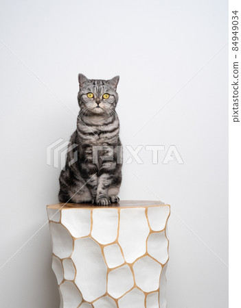 british shorthair cat portrait sitting on white stool on white background 84949034