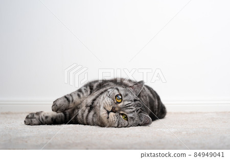 cat blind on one eye lying on the floor resting on carpet looking at camera 84949041