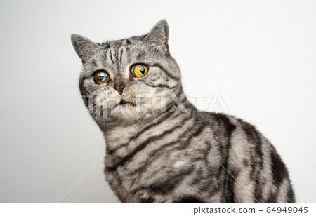 cat blind in one eye injured looking at camera shocked or scared cat blind in one eye injured looking at camera shocked or scared 84949045