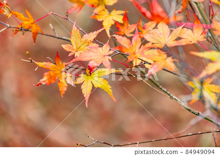 Maple with autumn leaves growing in the forest in the mountains Maple with autumn leaves growing in the forest in the mountains 84949094