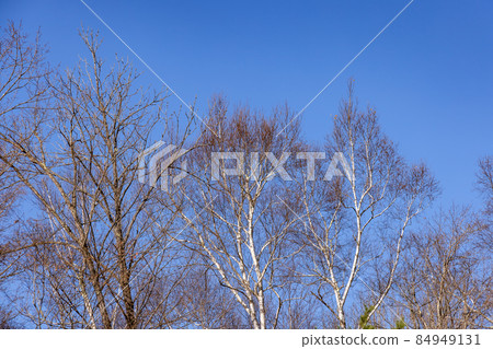 Blue sky and leaves falling tree 84949131