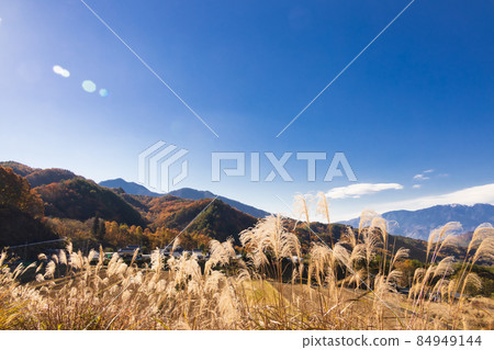 Miscanthus sinensis on the mountain and mountains in the distance 84949144