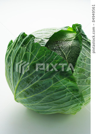 新鮮的白菜 84949561