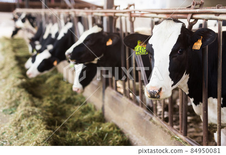 adult cows eating hay with grass on dairy farm adult cows eating hay with grass on dairy farm 84950081