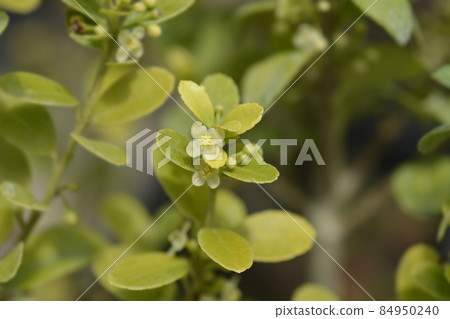 Box-leaved holly Box-leaved holly 84950240