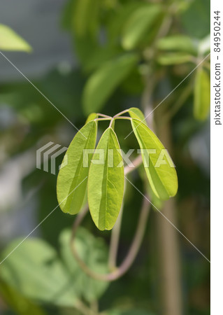 Five-leaf akebia 84950244