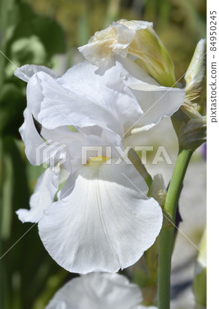 Tall bearded iris Tranquility Tall bearded iris Tranquility 84950245