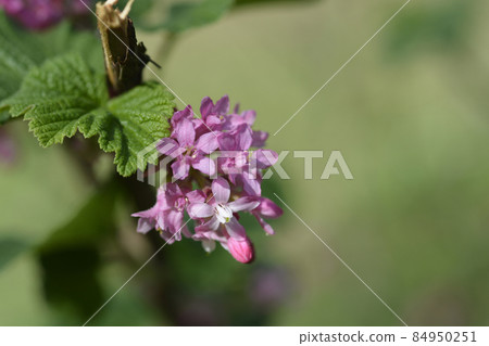 Flowering currant 84950251