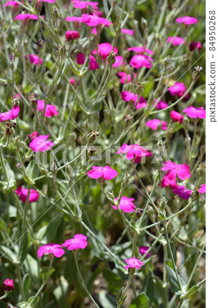 Rose campion 84950268