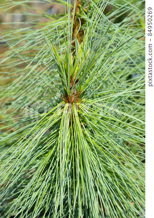 Himalayan pine 84950269