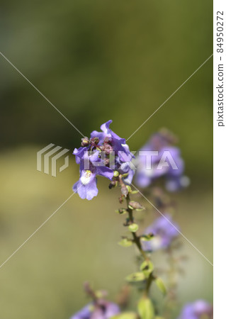 Summer snapdragon Serena Blue Summer snapdragon Serena Blue 84950272