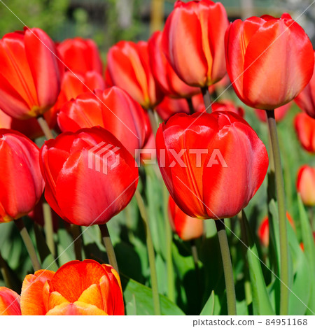 Red tulips in the spring garden 84951168