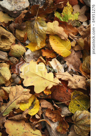 Autumn leaves carpet with variety of leaves and colors backdrop 84951276