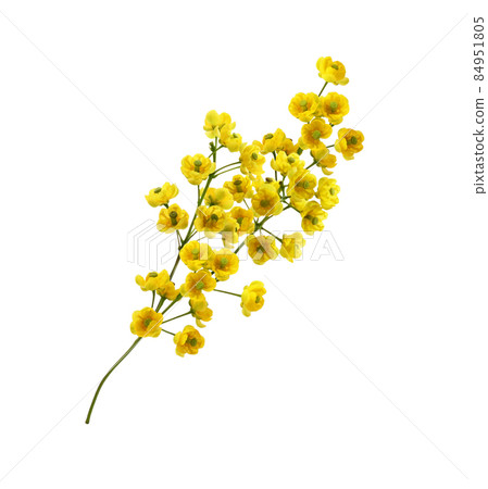 Small yellow flowers of berberis thunbergii isolated Small yellow flowers of berberis thunbergii isolated 84951805