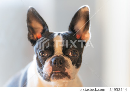 Boston Terrier Boston Terrier 84952344