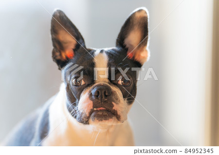 Boston Terrier Boston Terrier 84952345