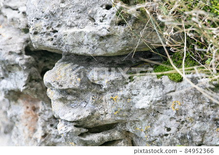 wild lizard on grey rocks animal nature wild lizard on grey rocks animal nature 84952366