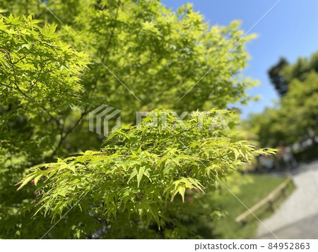 春天溫暖晴天的亮綠色 84952863