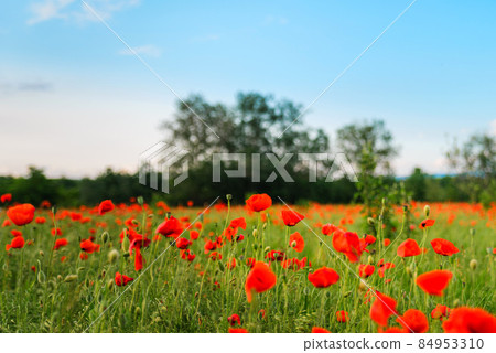 Poppy field Poppy field 84953310