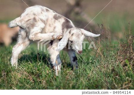 White gray spotted goatling White gray spotted goatling 84954114