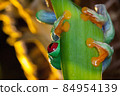Red eyed tree frog, the frog hiding behind the leaf 84954139