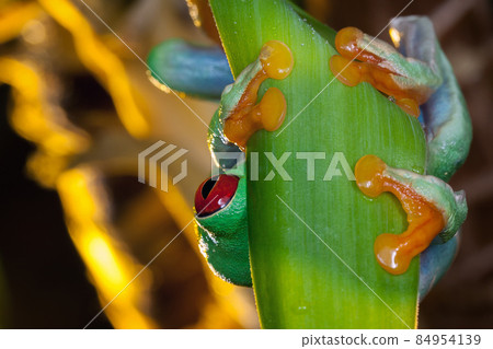 Red eyed tree frog, the frog hiding behind the leaf Red eyed tree frog, the frog hiding behind the leaf 84954139